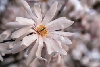 Some Kind of Flowering Tree - Free image #460023